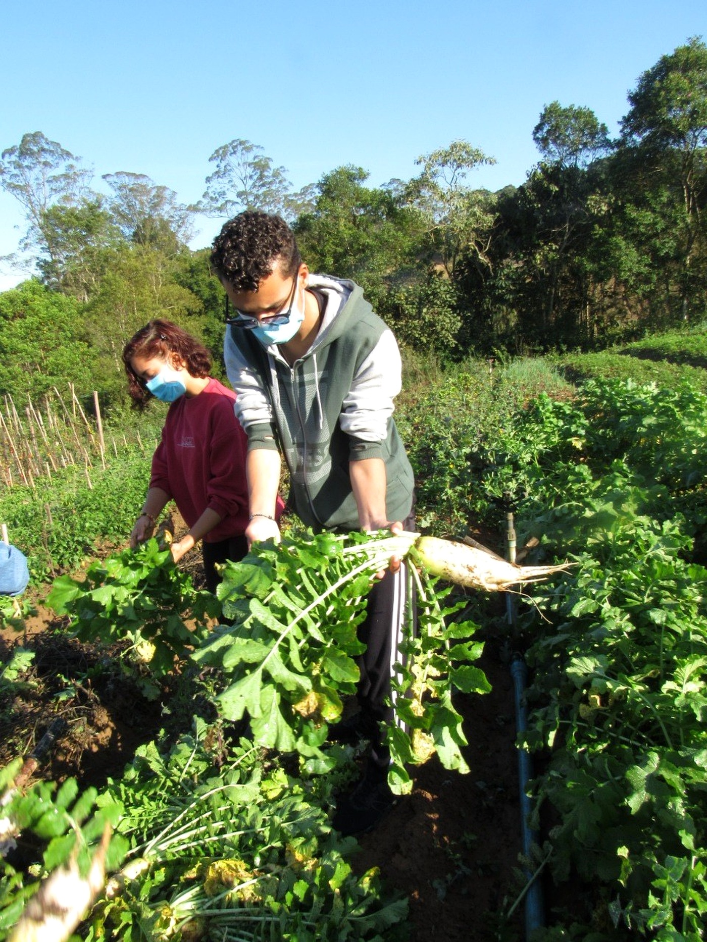 Pessoas em plantação colhendo alimento