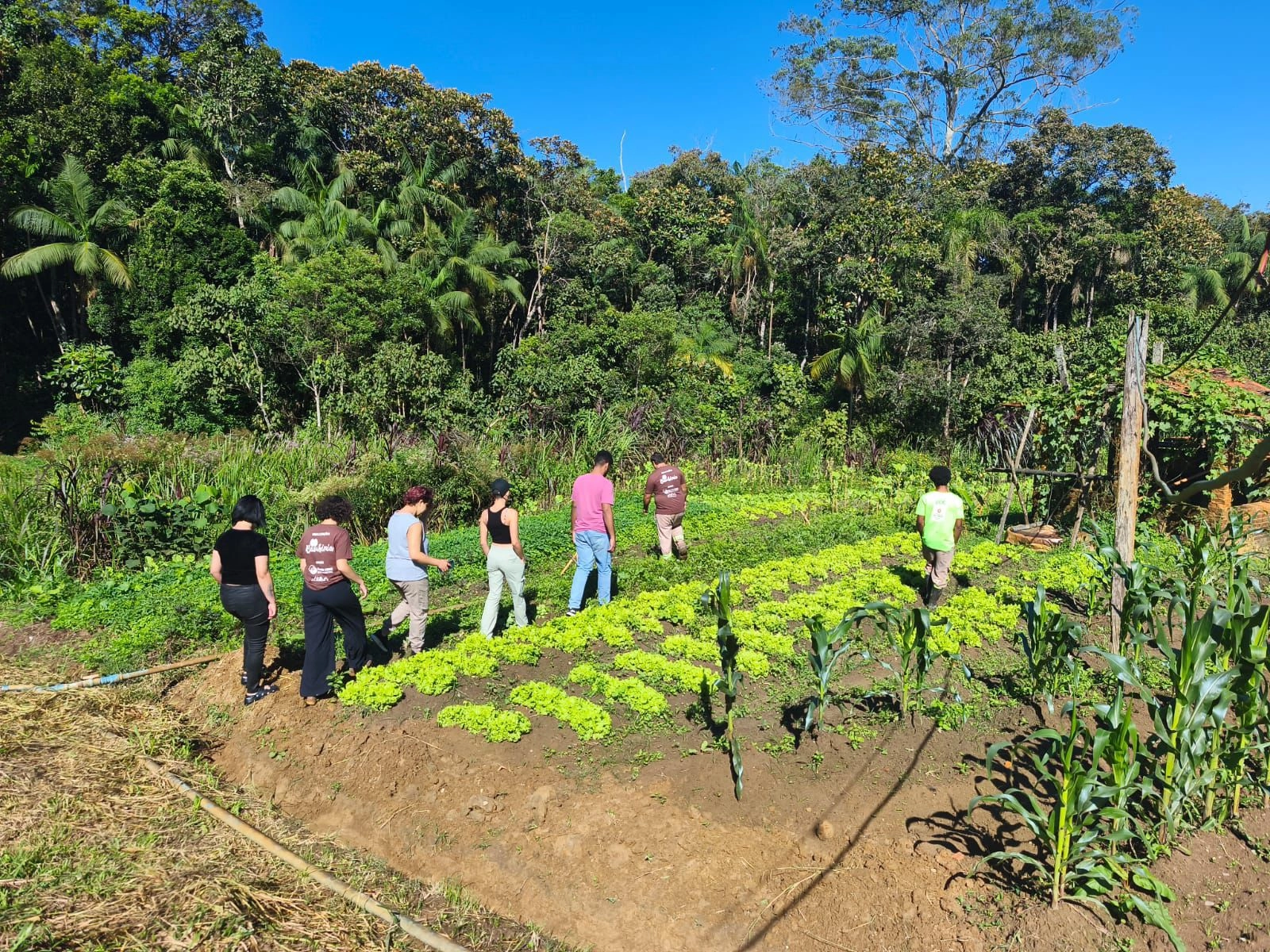 Pessoas em plantação colhendo alimento