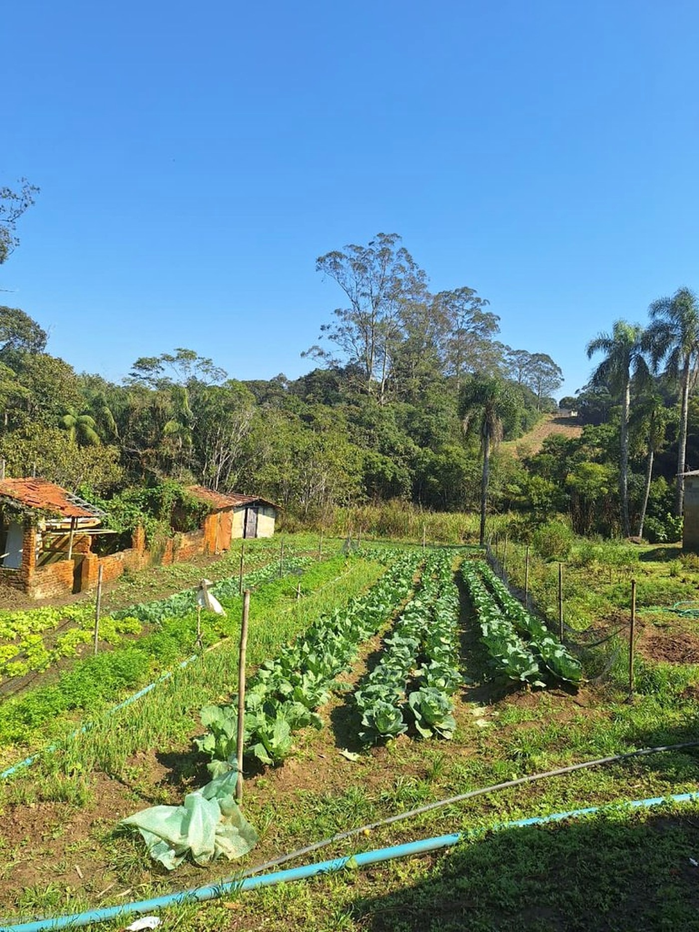 Horta em área verde do território