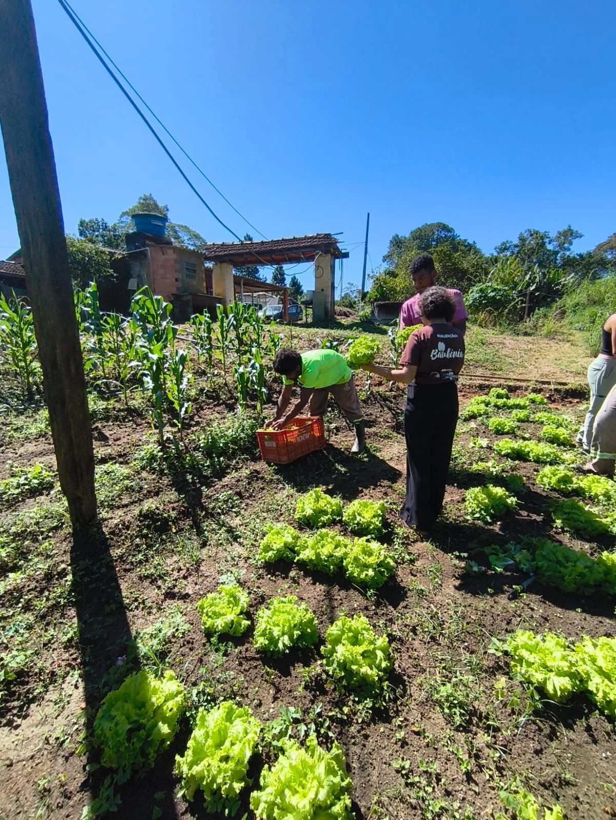 Horta em área verde do território