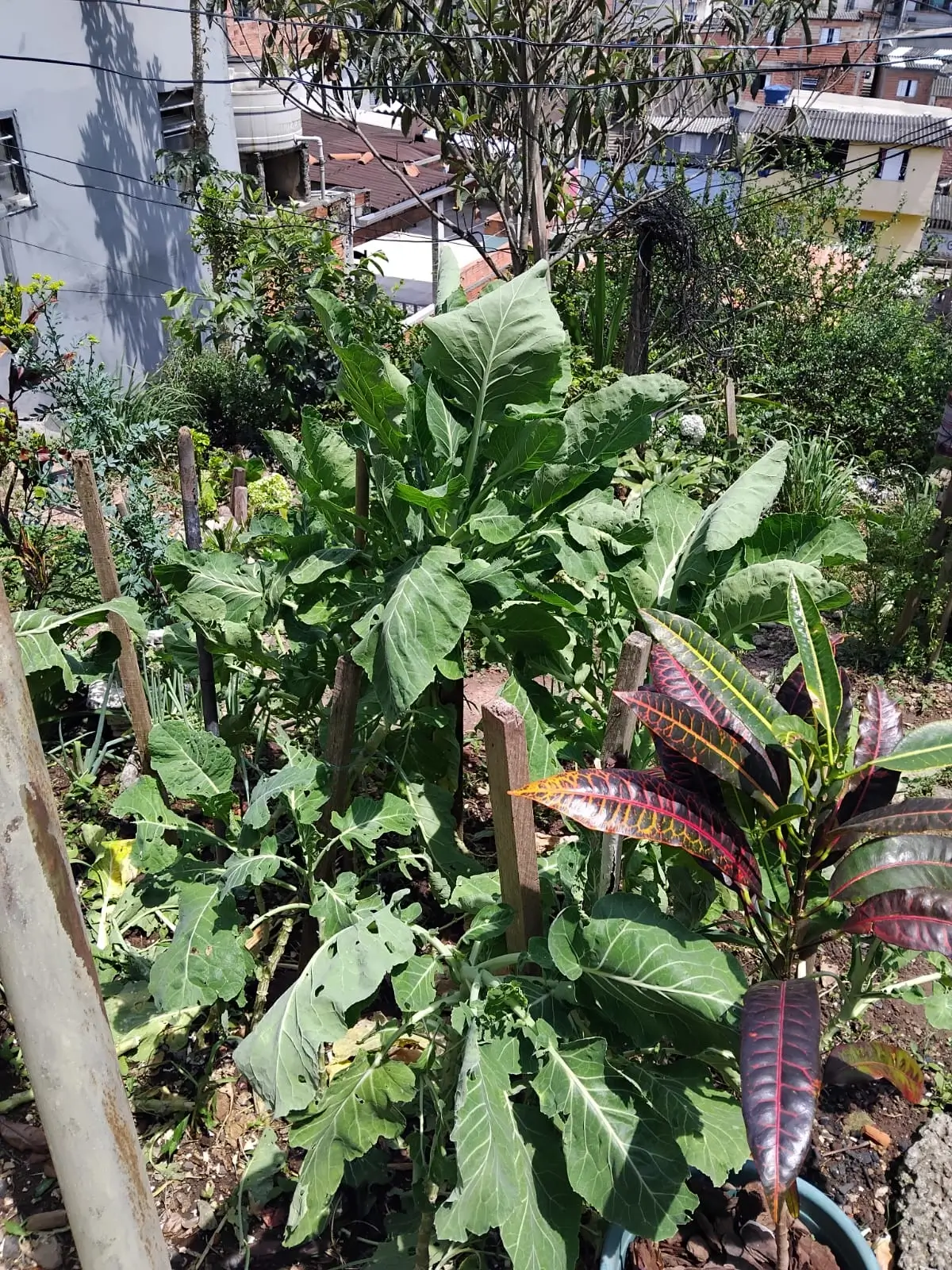 Foto de Jardim Iporanga